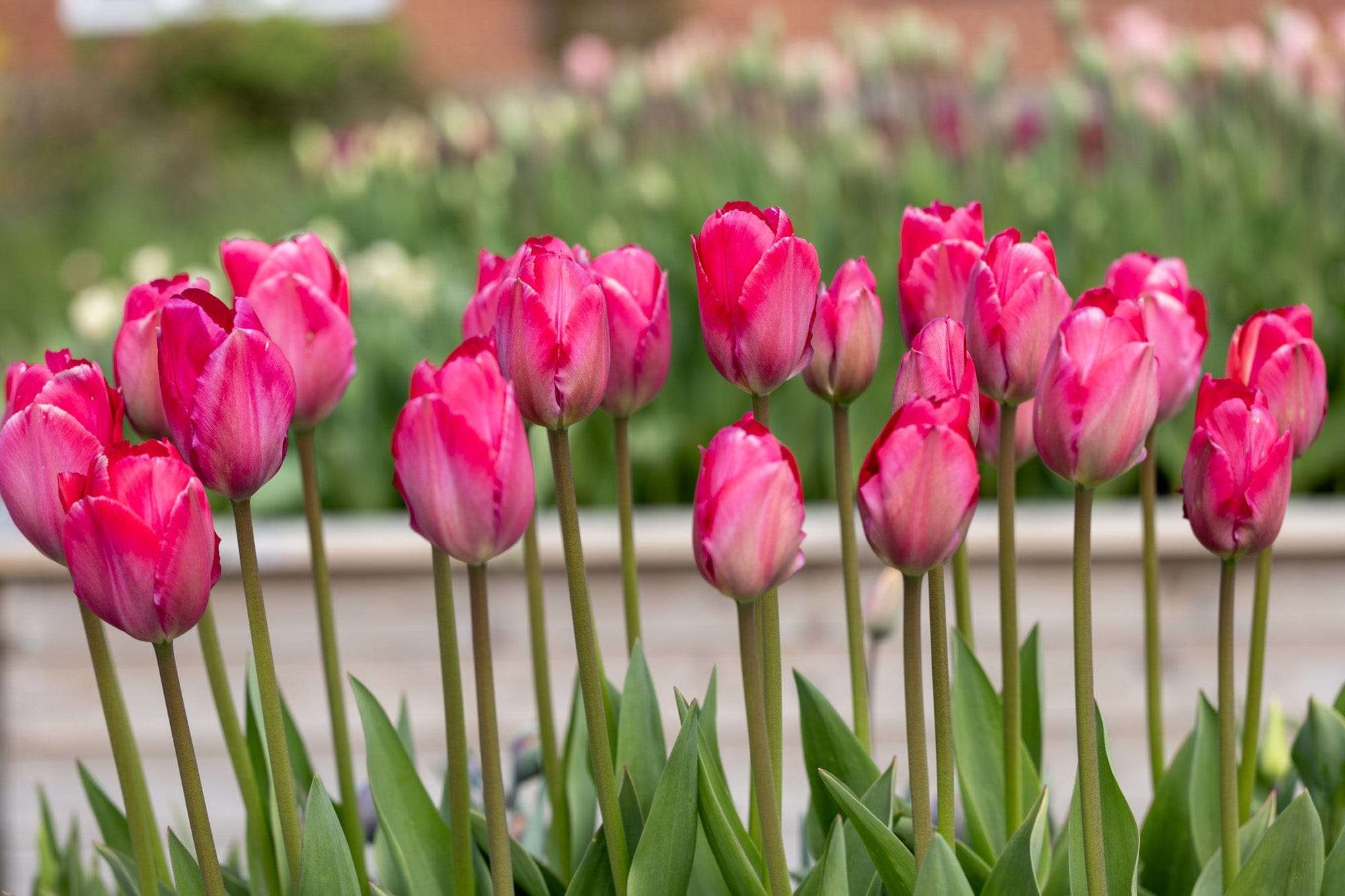 Tulpe 'Lady van Eijk'